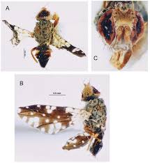 Image result for Agelanthus terminaliae