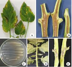 Image result for tomato seedling pseudomonas syringae pv tomato symptoms
