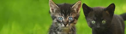 Get ready to fall in love as you browse our adoptable pets. Eastland Veterinary Hospital