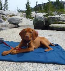 Inbreeding coefficient for this mating is 0.0% (the national average is 4.2%). Akc Vizsla Puppy 14 Weeks For Sale In Sacramento California Classified Americanlisted Com