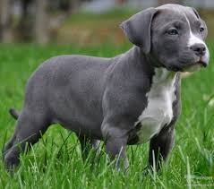 Staffordshire bull terriers are loving, loyal dogs and make excellent family pets. Rassehunde Pit Bull Kleinanzeigen Rassehunde Pit Bull Annoncen Rassehunde Pit Bull Inserate Rassehunde Pit Bull Anzeigenmarkt Rassehunde Pit Bull Marktplatz