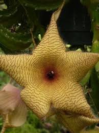 For tips on how to make sure your. Starfish Cactus Indoor Plants Almost Eden