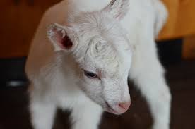 All of my goats have been together for a while, she added. How To Save A Baby Goat With Hypothermia