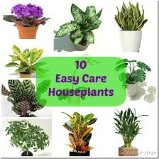 10 Easy Care Houseplants And Tips To Care For Them Modern Design In 2020 Easy Care Houseplants House Plant Care Plants