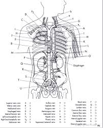 Your arteries and veins have a big job to do. Veins And Arteries Coloring Page Anatomy Coloring Book Arteries Coloring Pages