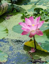 夏に中国蓮の花 Bloommingの写真素材・画像素材 Image 31037697