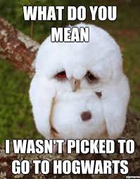 Top 30 Funny Animal Memes Aww Poor Little Cute One I Choose You Stepham How Cute Is He Cute Animals Cute Baby Animals Animals