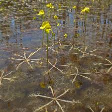 Image result for Utricularia