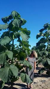 Piante da interno che purificano l'aria. Piante Mangia Smog Per Pulire L Aria Malata Nella Bassa Le Prime Coltivazioni Di Paulownia