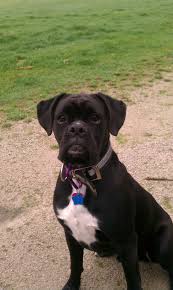 They are a friendly and reactive seizures are caused by the brain's reaction to a metabolic problem like low blood sugar. My Brothers Black Boxer Boxer Dogs Funny Boxer Dogs Black Boxer Dog