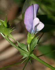 Image result for Kotschya stolonifera