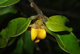 Image result for Polyceratocarpus gossweileri