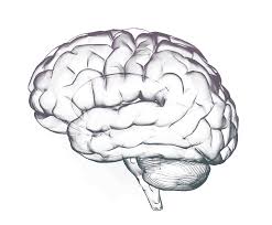Image result for brain