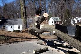 Maybe you would like to learn more about one of these? Tree Service Tyler Tree Removal Trimming Cutting Tyler Tx