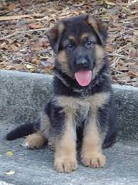 German shepherd puppies for sale co down. I Love How German Shepherd Dog Puppies Ears Don T Stand Erect For Awhile Before They Grow Up Shepherd Puppies German Shepherd Puppies Dogs And Puppies