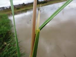 Image result for Oryza longistaminata