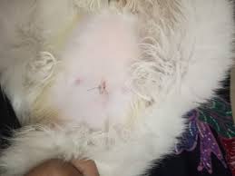 Penasaran bukan bagaimana cara memutihkan kulit wajah dan tubuh dengan cepat secara tradisional alami tersebut, mari kita simak penjelasannya dibawah ini. Mamajue Story