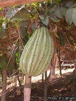 Image result for Telfairia