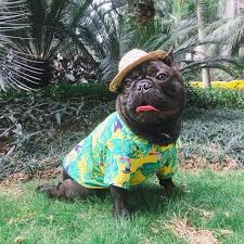 On ourfrenchie.com we sell most popular and wanted apparels just for your beloved frenchie pup. The Best French Bulldog Clothing For The Summer Season Ask Frenchie