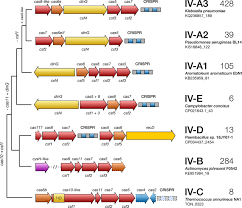 4 144 просмотра 4,1 тыс. Type Iv Crispr Cas Systems Are Highly Diverse And Involved In Competition Between Plasmids Biorxiv