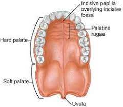 Palate Tongue Thrust Mew Postures