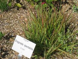 Image result for Eragrostis aspera