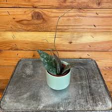 Image result for Dinebra caudata