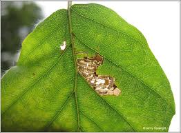 Image result for Stigmella tityrella