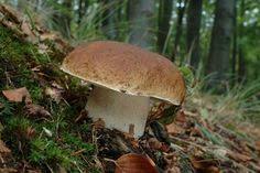 Hrib Smrekovy Boletus Edulis Bull Champignon Comestible Champignons Sauvages Champignon