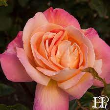 The 'chicago peace' rose is so called because it was discovered growing in a garden in chicago, and it has as its parent the internationally renowned 'peace' rose. Chicago Peace Hybrid Tea Roses Peace Rose Heirloom Roses