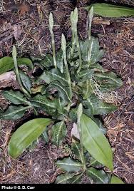 Image result for Goodyera