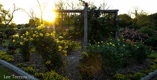 Top suggestions for patrick rose. St Patrick Rose Lee Ann Torrans Gardening
