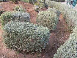 Image result for Atriplex halimus