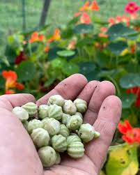 Image result for Nasturtium