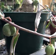 Image result for Adenia repanda