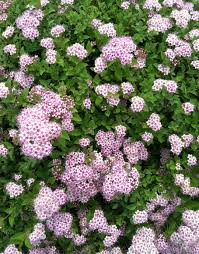 Image result for Spiraea japonica ´Little Princess