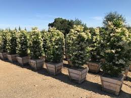 Check spelling or type a new query. Ligustrum Japonicum Texanum Boething Treeland Farms