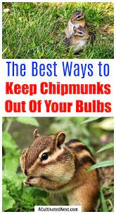 7 Tips For Keeping Chipmunks Out Of Your Bulbs Get Rid Of Chipmunks Chipmunks Chipmunk Repellent