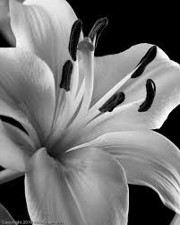 Black And White Flower Painting Pin By Akieda October On Nature Black And White Flowers Flowers Photography Flower Painting