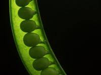 Especes De Courgettes Zucchini Fruits And Veggies Vegetables