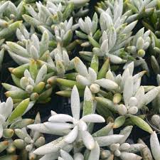Image result for Senecio letouzeyanus