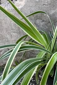 Image result for Chlorophytum ruahense