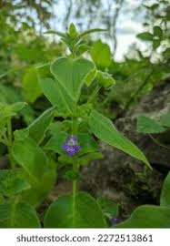 Image result for Nelsonia canescens