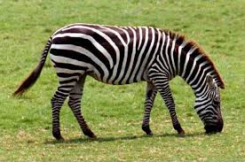 Zebra merupakan hewan yang tergolong dalam keluarga kuda, dengan ciri utama bulu bermotif belang hitam putih. Gambar Kuda Belang