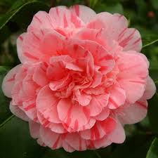 Pin On Bold And Beautiful Camellias