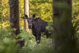 På linjekartan kan du se samtliga sträckor och stationer som vi trafikerar. Where To See Moose In Sweden Guide Farmstay Sweden