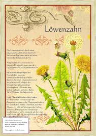 Bilder Aus Dem Buch Alte Heilkrauter Zeichnungen Pflanzen Heilpflanzen Krauter Pflanzen