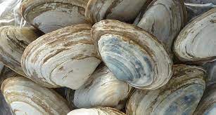 How to shuck soft shell clams. Contagious Cancer Found In Clams Science News