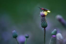 نتیجه جستجوی لغت [fireflies] در گوگل