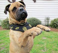 Bullmastiff Dog Breed Information Bull Mastiff Dog Breeds Akc Breeds